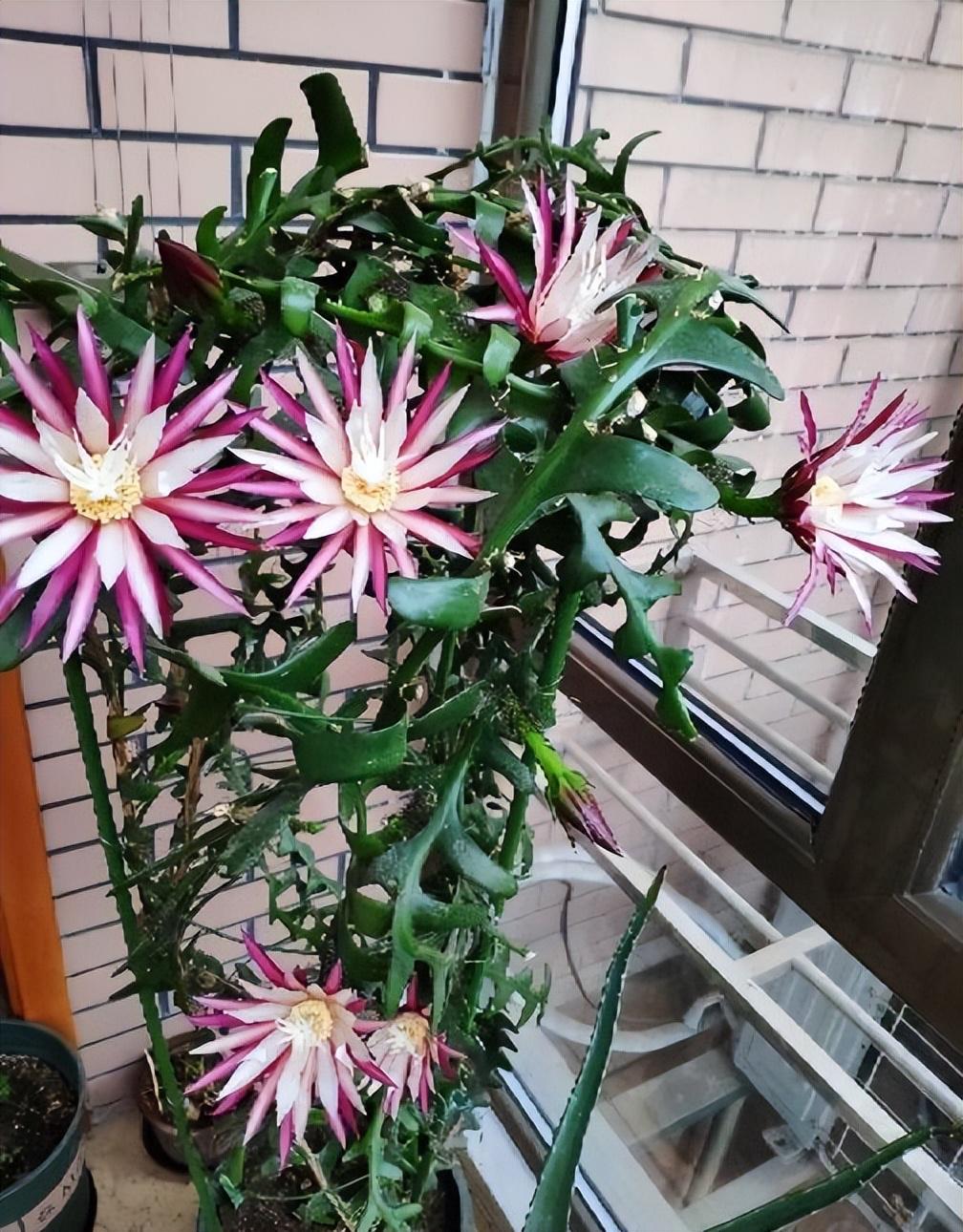 手執鸡毛，难变令箭，不是发梦即发颠打一准确生肖,警惕虚假宣传,全面解答解释落实